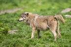 deer wolf