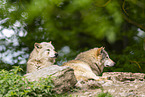 deer wolf