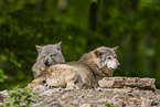 deer wolf