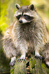 northern raccoon