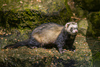 ferret