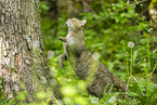 european wildcat