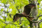 black kite