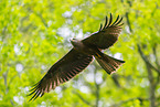 black kite