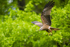 black kite