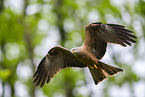 black kite