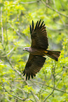 black kite
