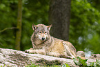 deer wolf
