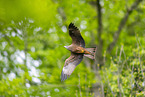 black kite