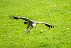 Griffon vulture