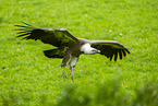 Griffon vulture