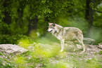 deer wolf