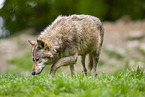 deer wolf