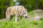 deer wolf