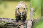 South American coati