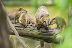 South American coati