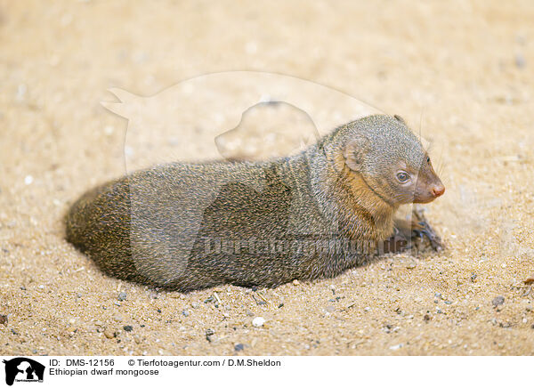 stliche Somalia-Zwergmanguste / Ethiopian dwarf mongoose / DMS-12156