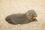 Ethiopian dwarf mongoose