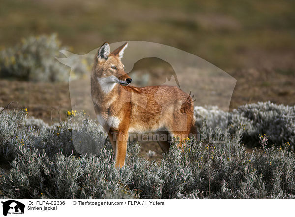 thiopischer Wolf / Simien jackal / FLPA-02336
