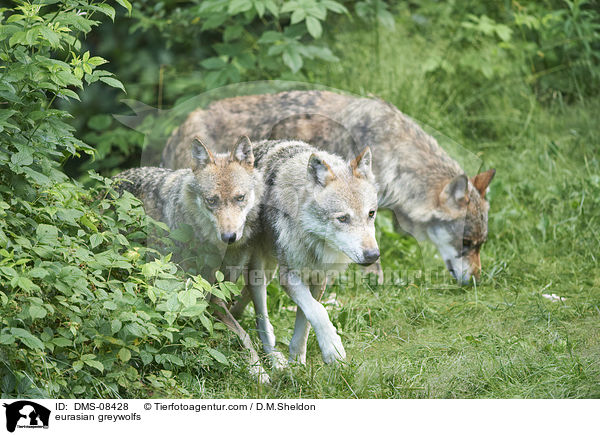eurasian greywolfs / DMS-08428