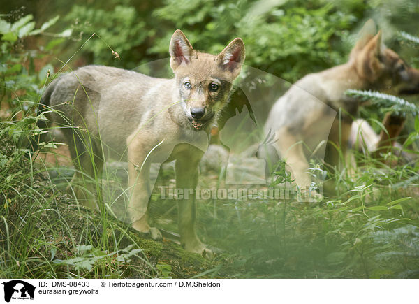 Eurasische Grauwlfe / eurasian greywolfs / DMS-08433