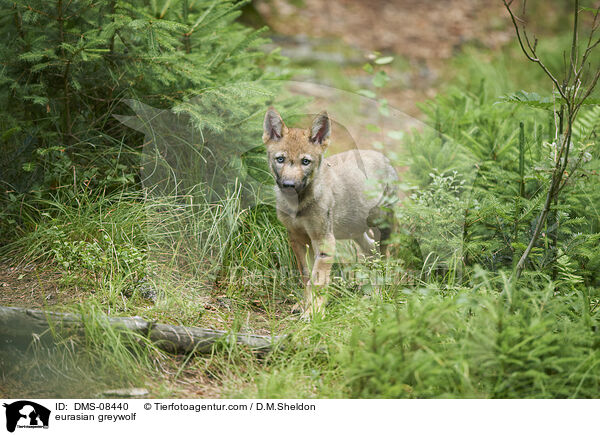 eurasian greywolf / DMS-08440