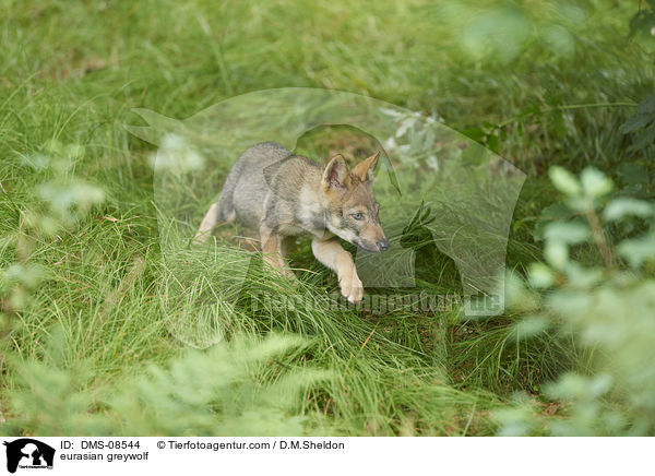eurasian greywolf / DMS-08544