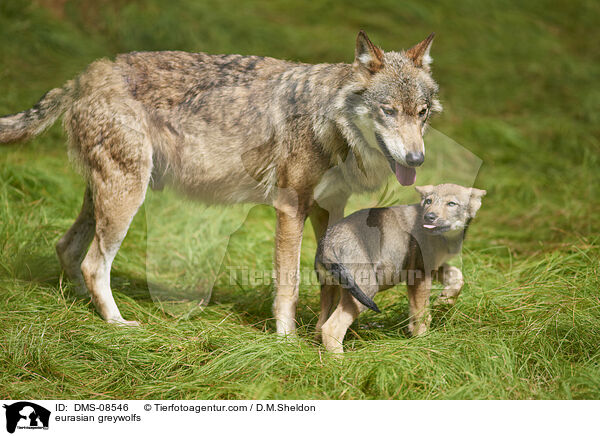 eurasian greywolfs / DMS-08546