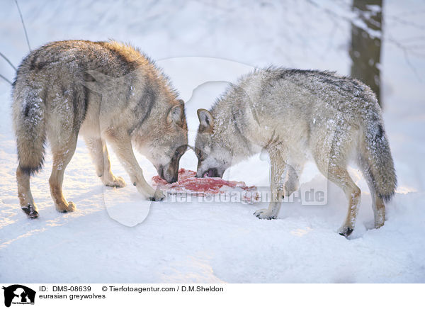 eurasian greywolves / DMS-08639