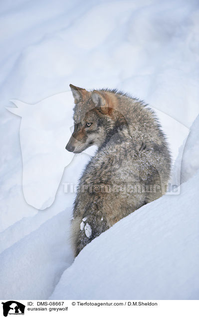 eurasian greywolf / DMS-08667