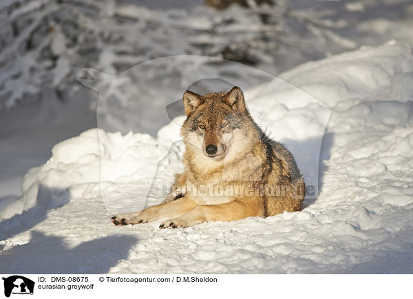 eurasian greywolf / DMS-08675