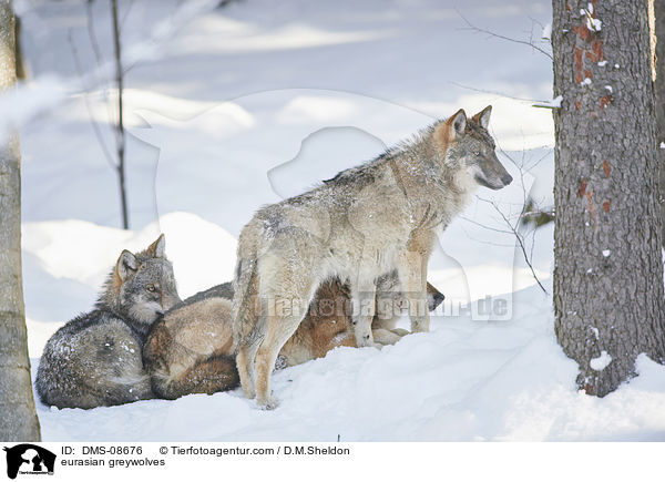 eurasian greywolves / DMS-08676