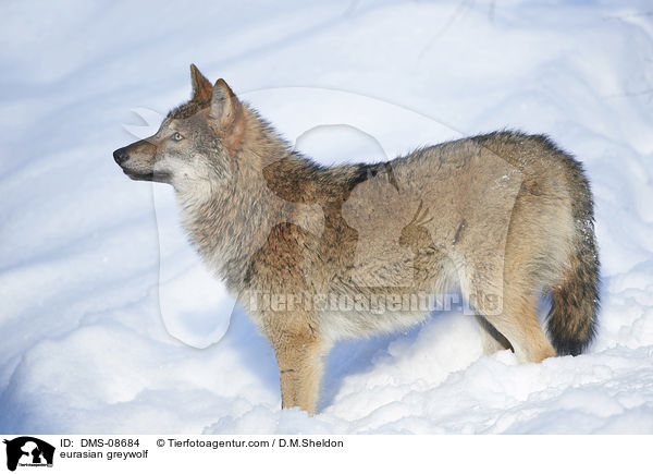 eurasian greywolf / DMS-08684