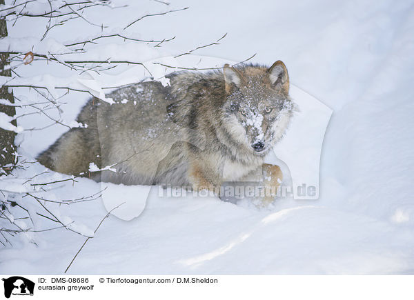 eurasian greywolf / DMS-08686