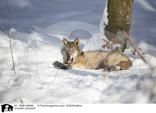 eurasian greywolf / DMS-08688