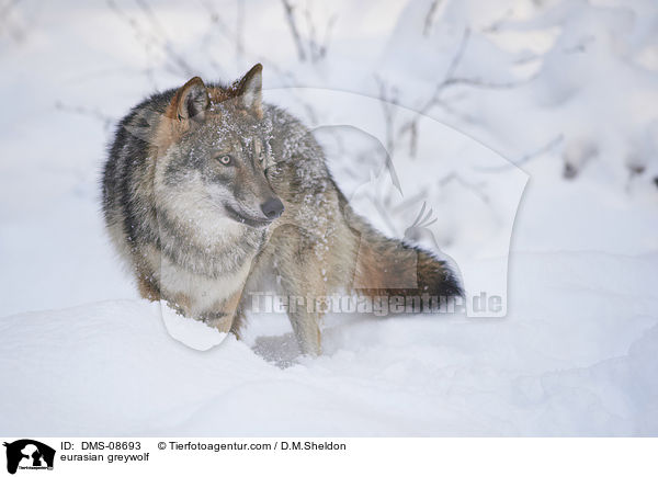 eurasian greywolf / DMS-08693