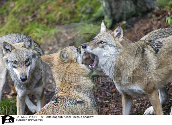 Eurasische Grauwlfe / eurasian greywolves / MBS-14684