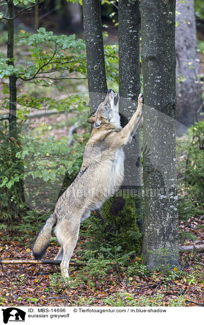 Eurasischer Grauwolf / eurasian greywolf / MBS-14696