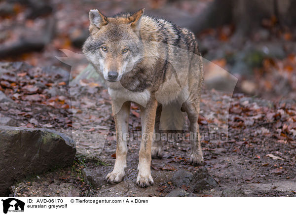 eurasian greywolf / AVD-06170