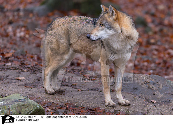 eurasian greywolf / AVD-06171