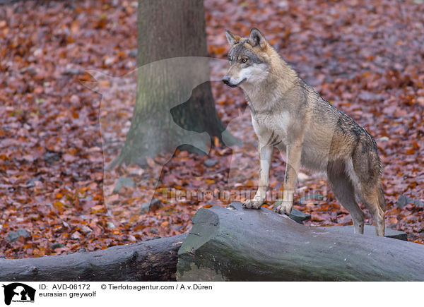 eurasian greywolf / AVD-06172