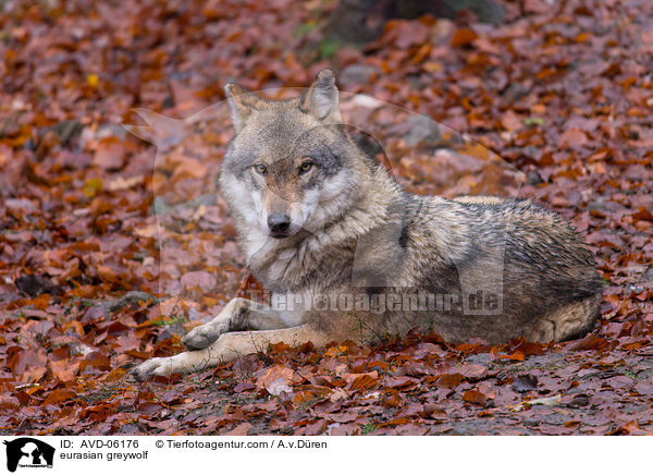 eurasian greywolf / AVD-06176