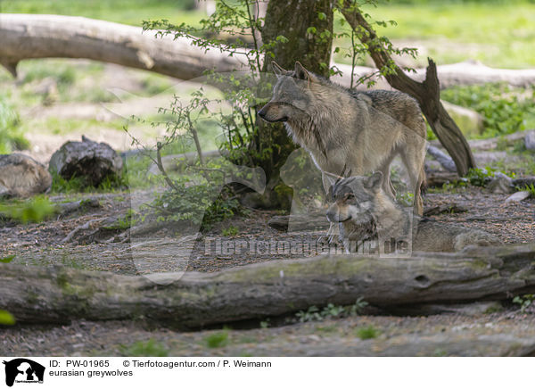eurasian greywolves / PW-01965