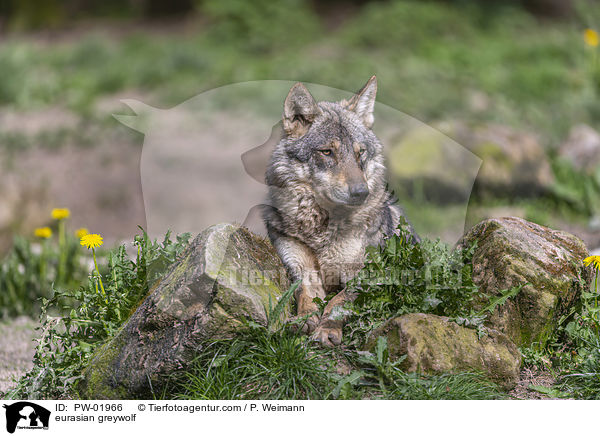 eurasian greywolf / PW-01966
