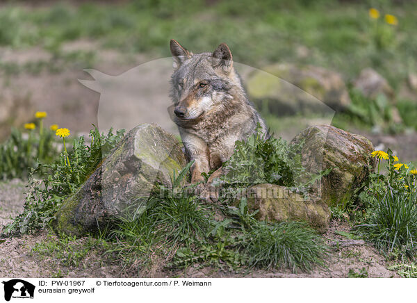 eurasian greywolf / PW-01967