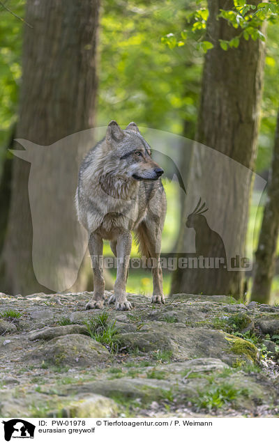 eurasian greywolf / PW-01978