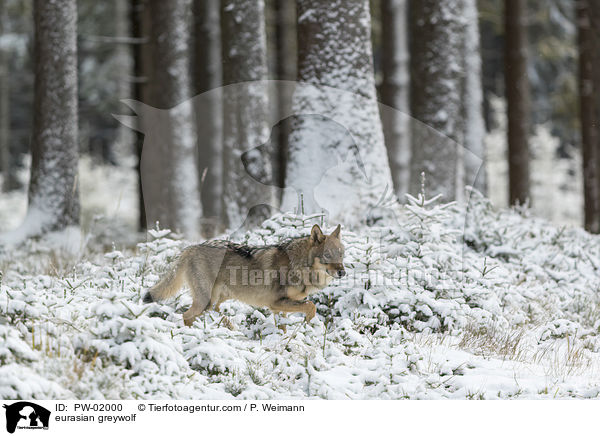 eurasian greywolf / PW-02000