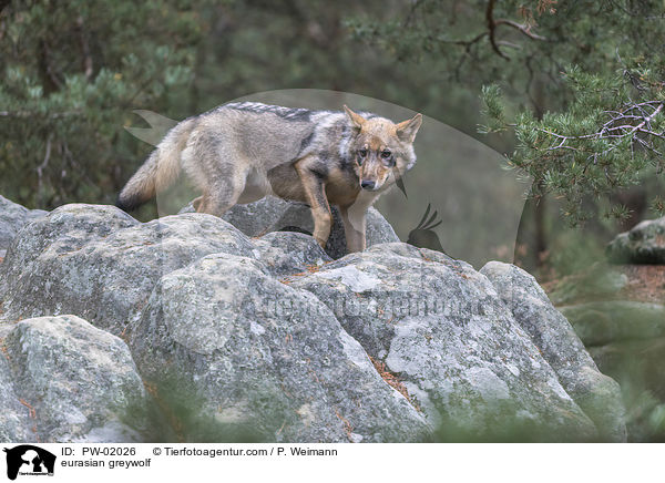 eurasian greywolf / PW-02026