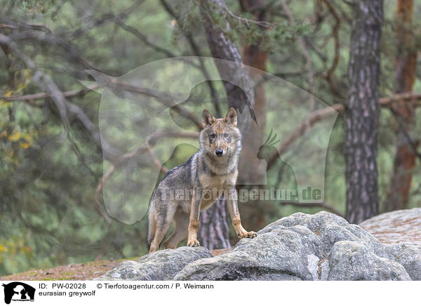 eurasian greywolf / PW-02028