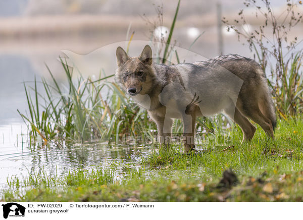 eurasian greywolf / PW-02029